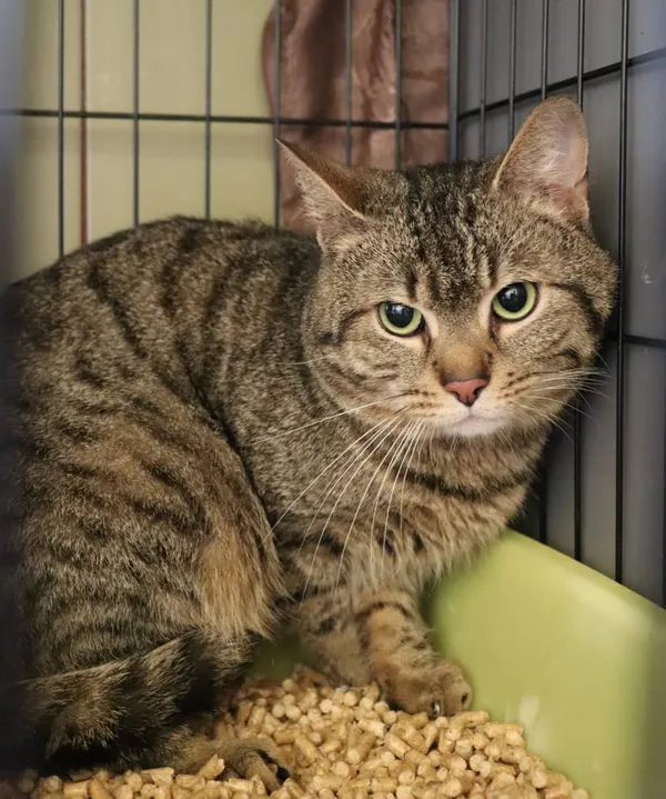 Znaleziono kota, Łódź, 24 maja 2024