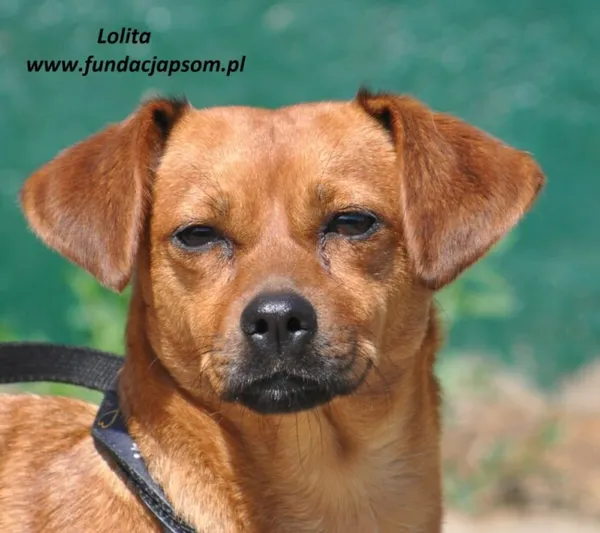 Pies do adopcji, Nowy Dwór Mazowiecki, 24 maja 2024 (1/5)