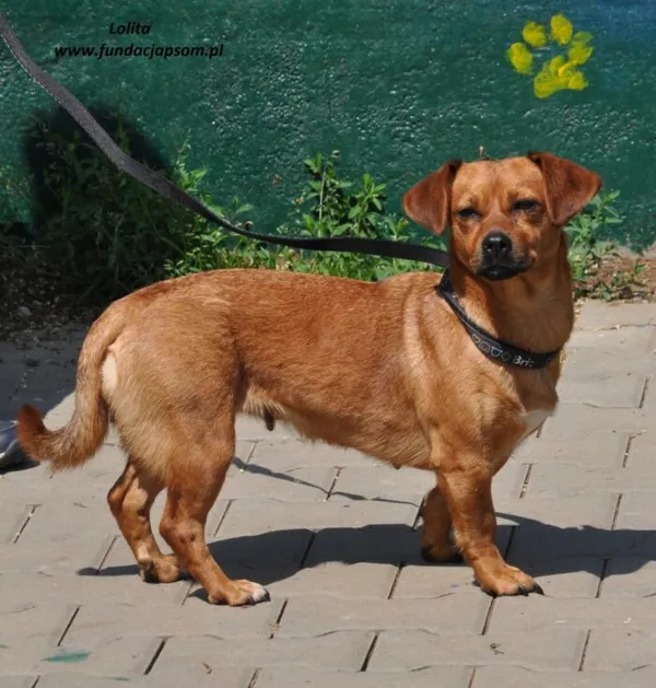 Pies do adopcji, Nowy Dwór Mazowiecki, 24 maja 2024 (2/5)