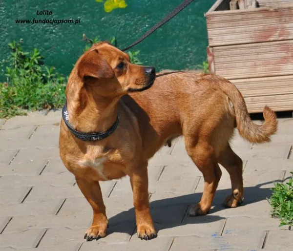 Pies do adopcji, Nowy Dwór Mazowiecki, 24 maja 2024 (5/5)