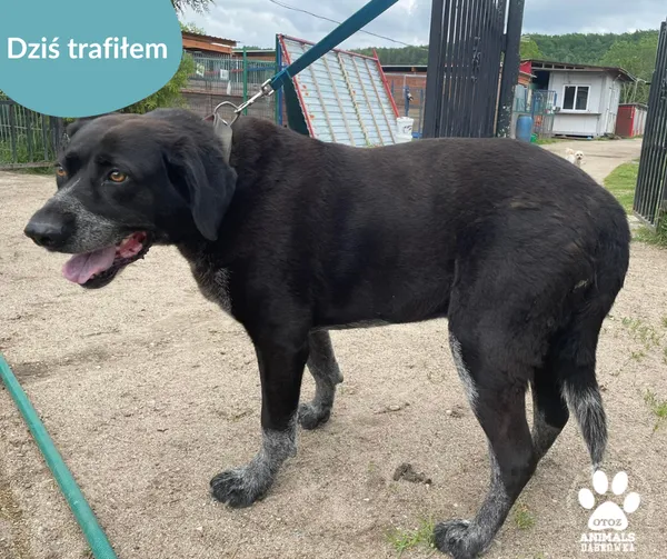 Znaleziono psa, Dąbrówka, 24 maja 2024 (2/2)