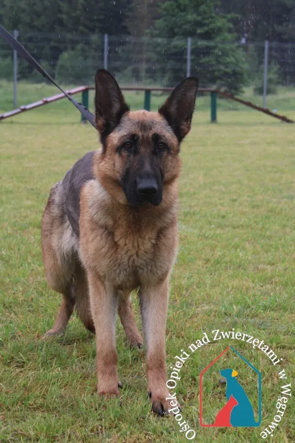 Pies do adopcji, Węgrowo, 22 maja 2024