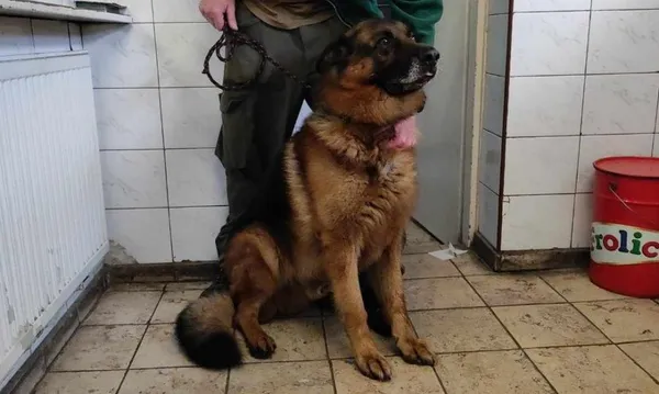 Znaleziono psa, Toruń, 23 maja 2024