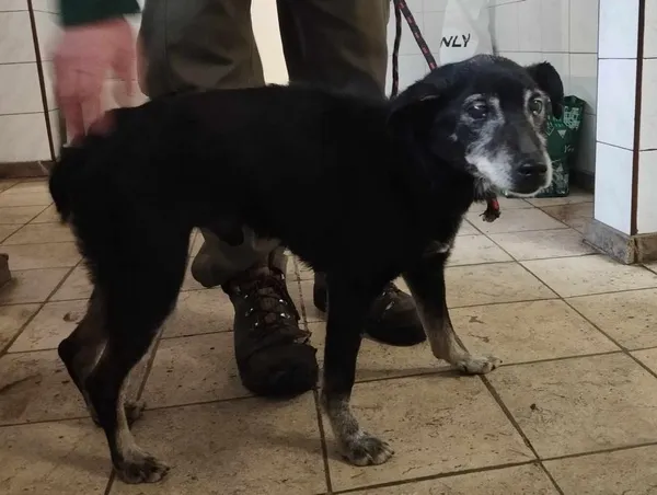 Znaleziono psa, Toruń, 23 maja 2024