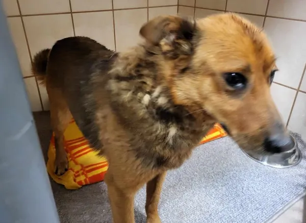 Znaleziono psa, Toruń, 22 maja 2024