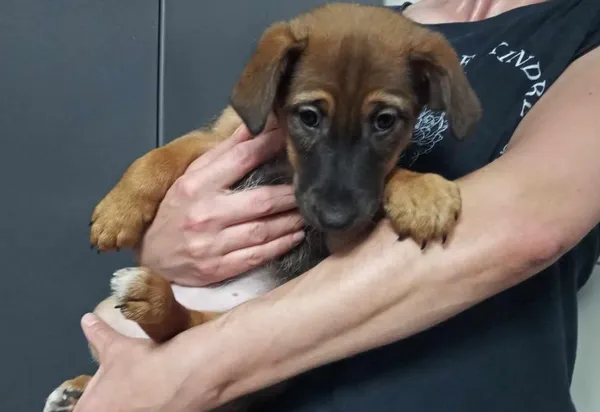 Znaleziono psa, Toruń, 22 maja 2024