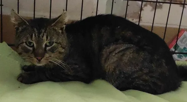 Znaleziono kota, Toruń, 21 maja 2024