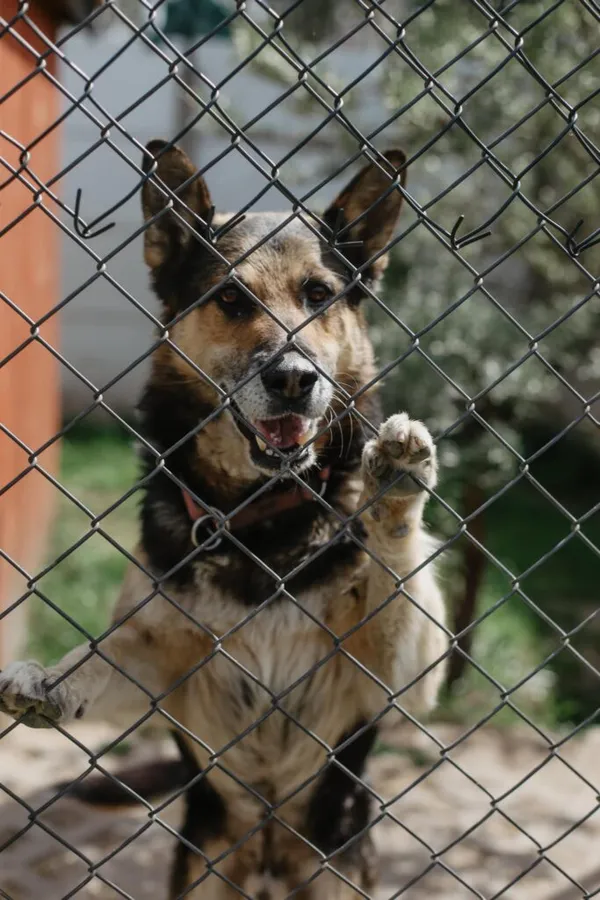 Pies do adopcji, Korabiewice, 24 maja 2024 (3/5)