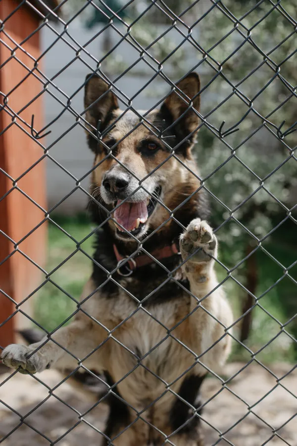 Pies do adopcji, Korabiewice, 24 maja 2024 (4/5)