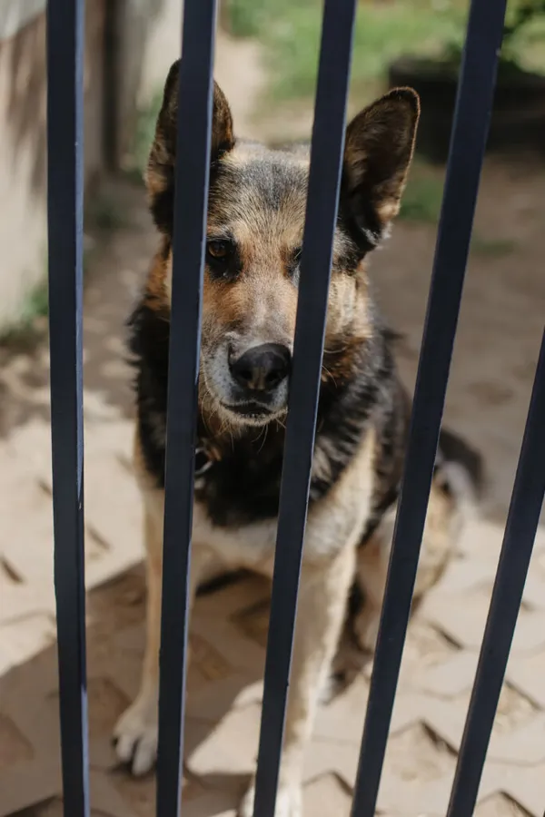 Pies do adopcji, Korabiewice, 24 maja 2024 (5/5)