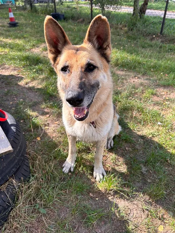 Pies do adopcji, Korabiewice, 24 maja 2024 (1/5)