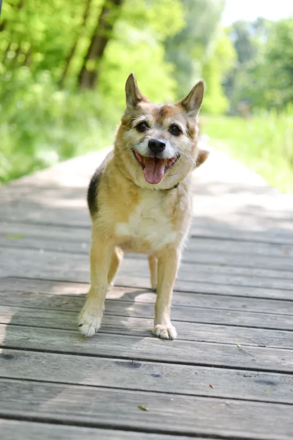 Pies do adopcji, Sosnowiec, 23 maja 2024 (3/5)