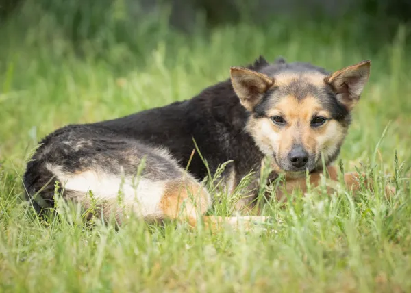 Pies do adopcji, Bełchatów, 26 listopada 2018 (1/5)