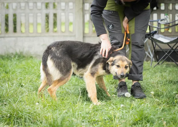 Pies do adopcji, Bełchatów, 26 listopada 2018 (3/5)