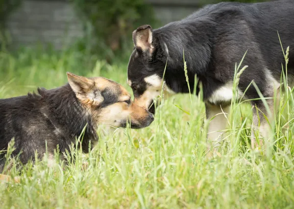 Pies do adopcji, Bełchatów, 26 listopada 2018 (4/5)