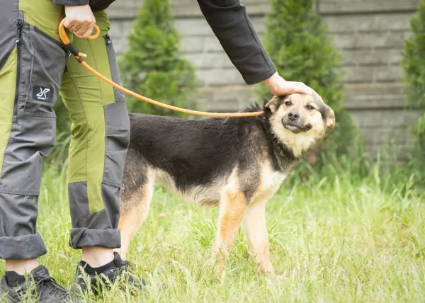 Pies do adopcji, Bełchatów, 26 listopada 2018 (5/5)