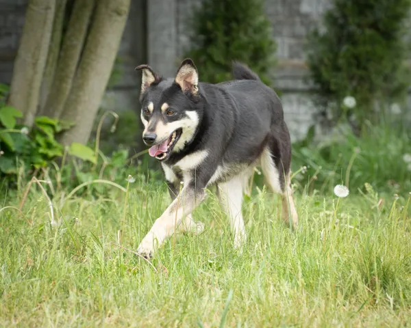 Pies do adopcji, Bełchatów, 26 listopada 2018 (1/5)