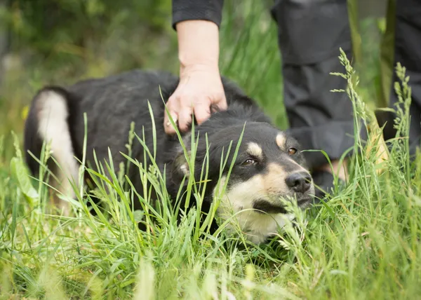 Pies do adopcji, Bełchatów, 26 listopada 2018 (3/5)