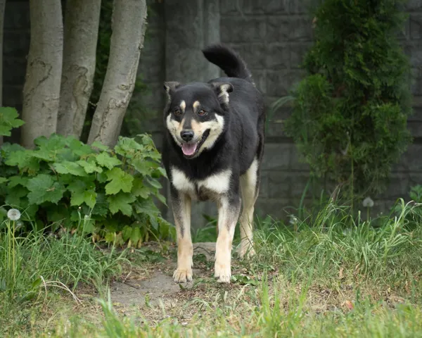 Pies do adopcji, Bełchatów, 26 listopada 2018 (4/5)