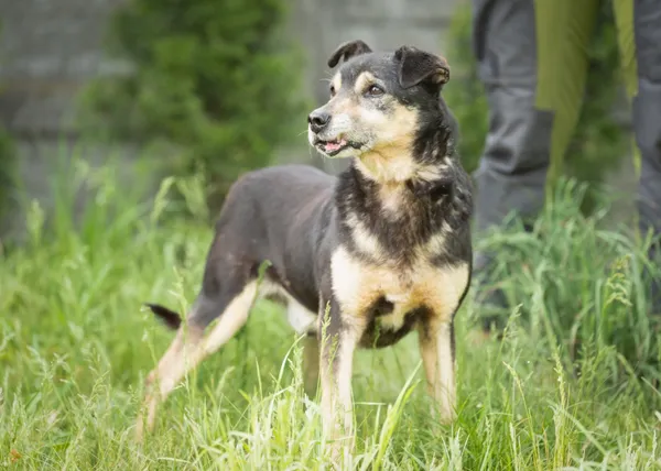 Pies do adopcji, Bełchatów, 21 kwietnia 2017 (1/5)