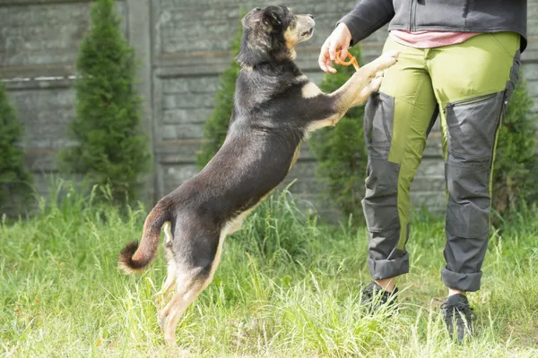 Pies do adopcji, Bełchatów, 21 kwietnia 2017 (2/5)
