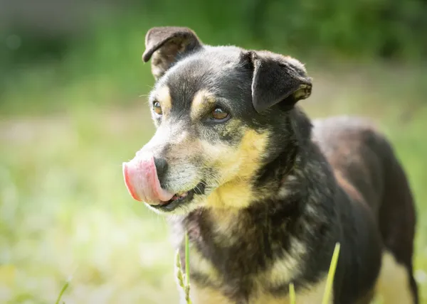Pies do adopcji, Bełchatów, 21 kwietnia 2017 (4/5)
