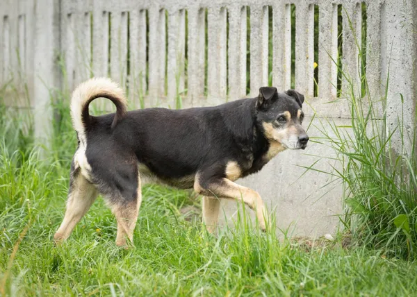 Pies do adopcji, Bełchatów, 21 kwietnia 2017 (5/5)