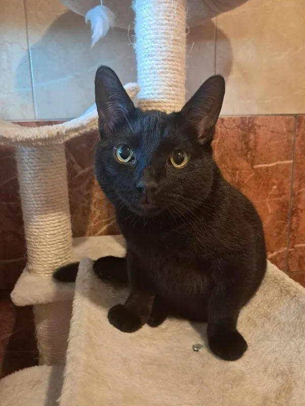 Kot do adopcji, Korabiewice, 24 maja 2024 (1/5)