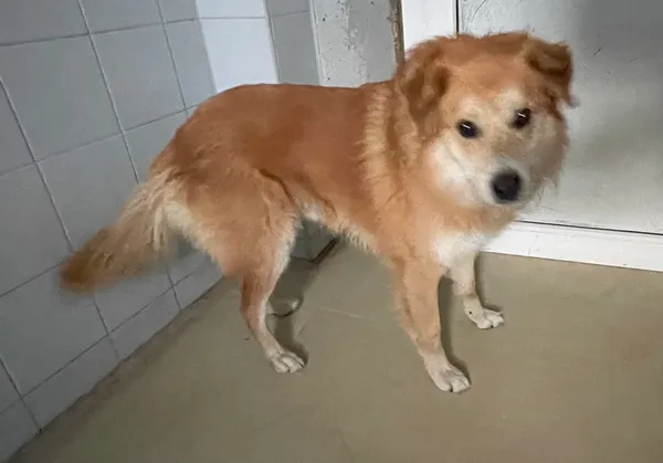 Znaleziono psa, Lublin, 23 maja 2024