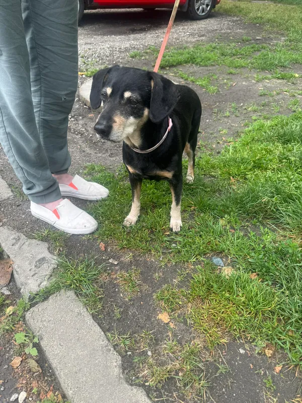 Znaleziono psa, Sosnowiec, 23 maja 2024