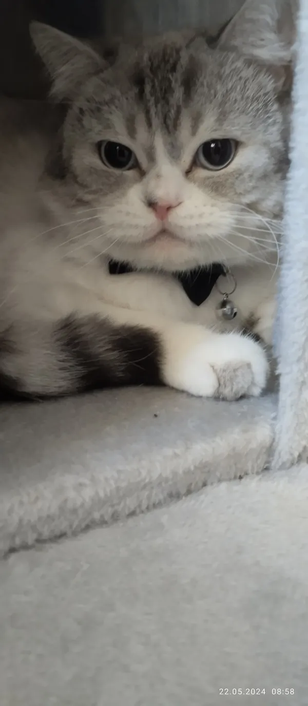 Zaginął kot, Łódź, 25 maja 2024