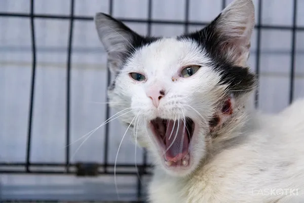 Znaleziono kota, Sosnowiec, 25 maja 2024 (1/2)