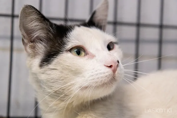 Znaleziono kota, Sosnowiec, 25 maja 2024 (2/2)