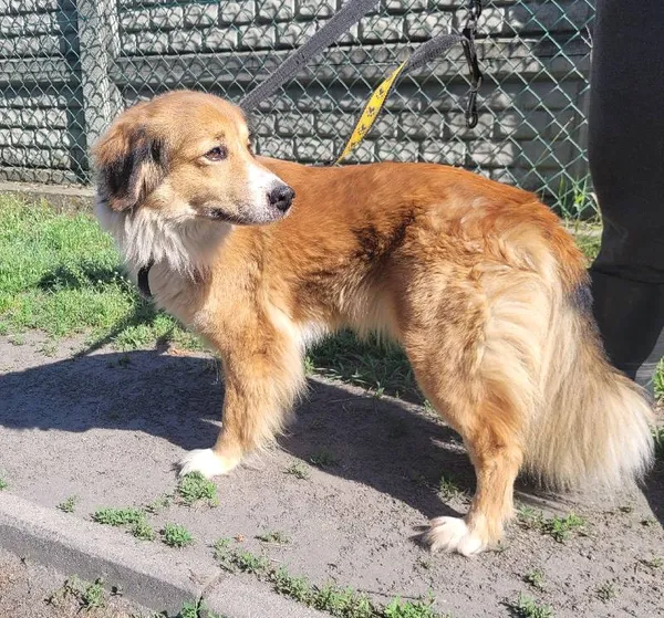 Znaleziono psa, Łódź, 24 maja 2024 (2/3)