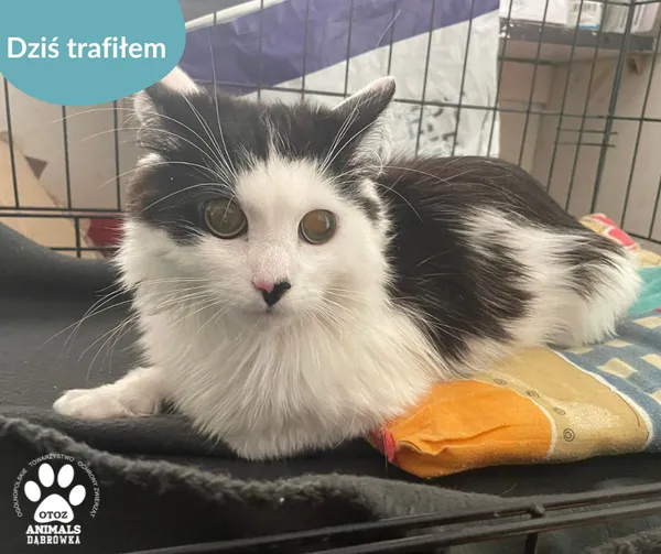 Znaleziono kota, Dąbrówka, 25 maja 2024 (2/2)