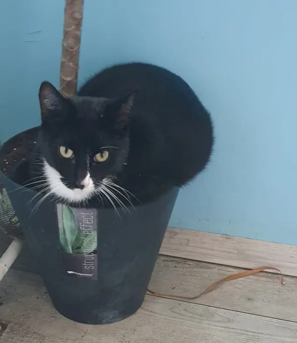 Zaginął kot, Krapkowice, Otmęt, 26 maja 2024 (2/2)