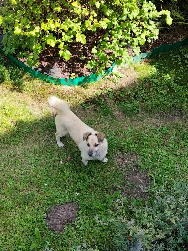 Zaginął pies, Łódź, 26 maja 2024