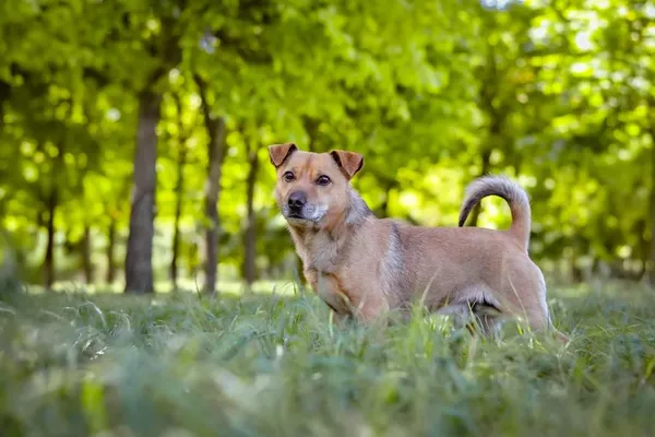 Pies do adopcji, Radom, 26 maja 2024 (1/5)