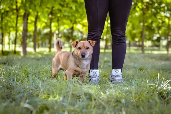 Pies do adopcji, Radom, 26 maja 2024 (2/5)