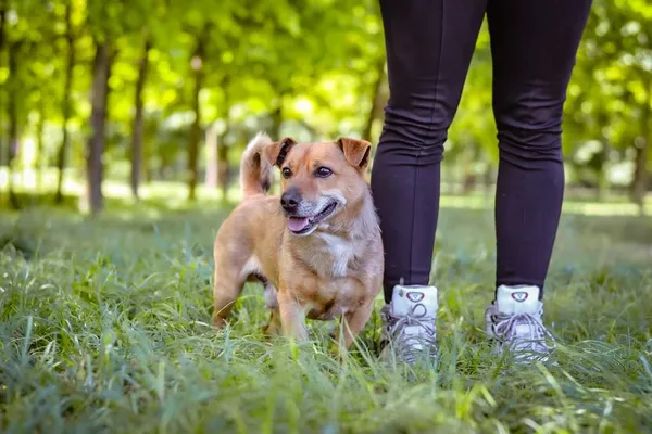 Pies do adopcji, Radom, 26 maja 2024 (3/5)