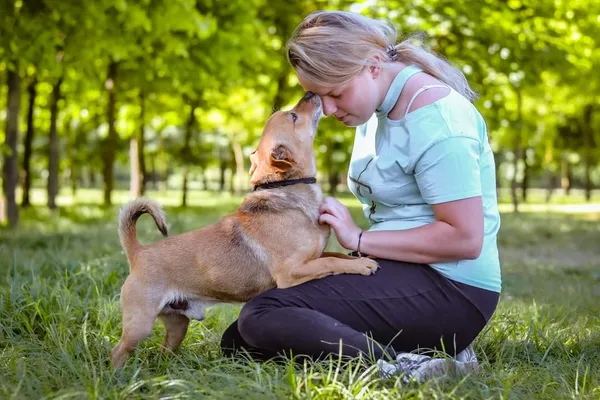 Pies do adopcji, Radom, 26 maja 2024 (5/5)