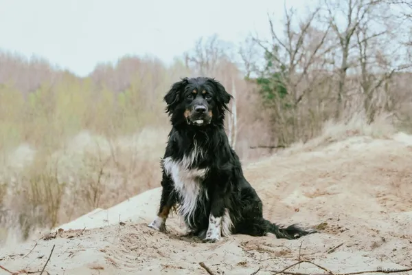 Pies do adopcji, Radom, 11 czerwca 2025 (3/5)