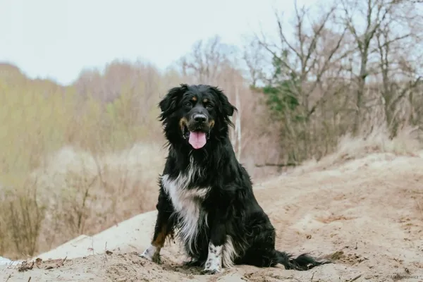 Pies do adopcji, Radom, 11 czerwca 2025 (4/5)