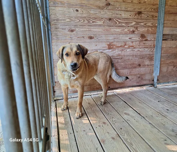 Pies do adopcji, Orzechowce, 25 maja 2024 (4/5)