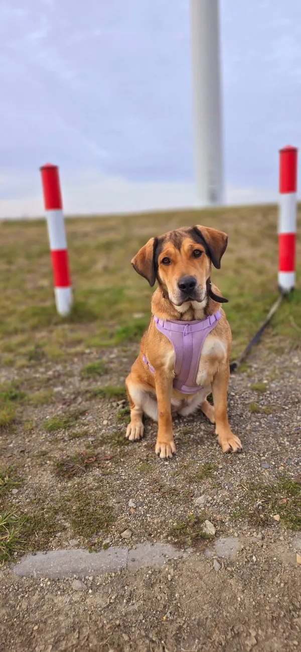 Pies do adopcji, Orzechowce, 25 maja 2024 (5/5)