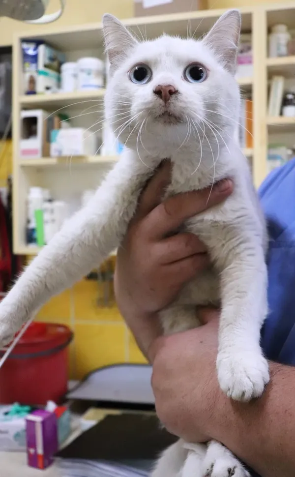 Znaleziono kota, Łódź, 27 maja 2024 (2/3)