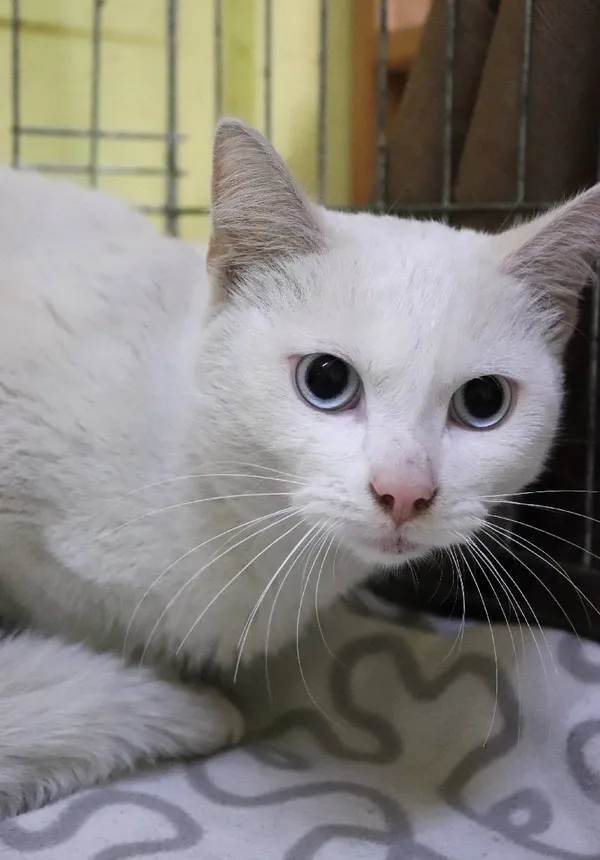 Znaleziono kota, Łódź, 27 maja 2024 (3/3)