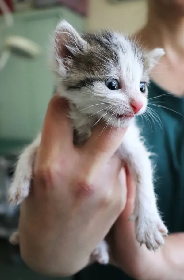 Znaleziono kota, Łódź, 26 maja 2024 (2/3)