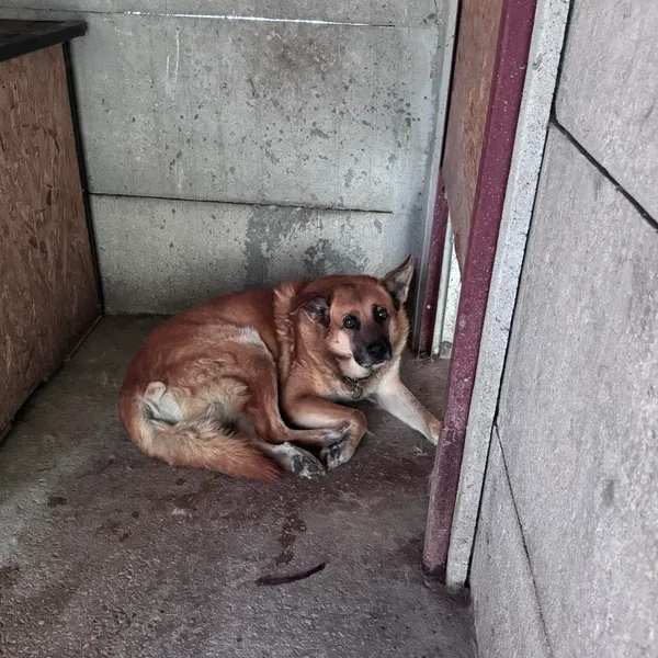 Pies do adopcji, Kielce, 7 sierpnia 2024