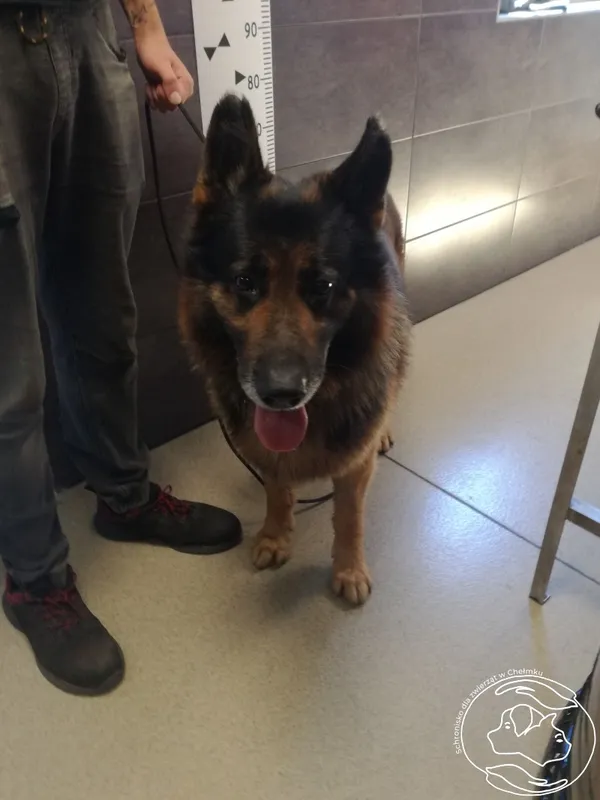 Znaleziono psa, Chełmek, 26 maja 2024